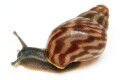 Achatina balteata infrafusca Congo juvenil 2,5cm